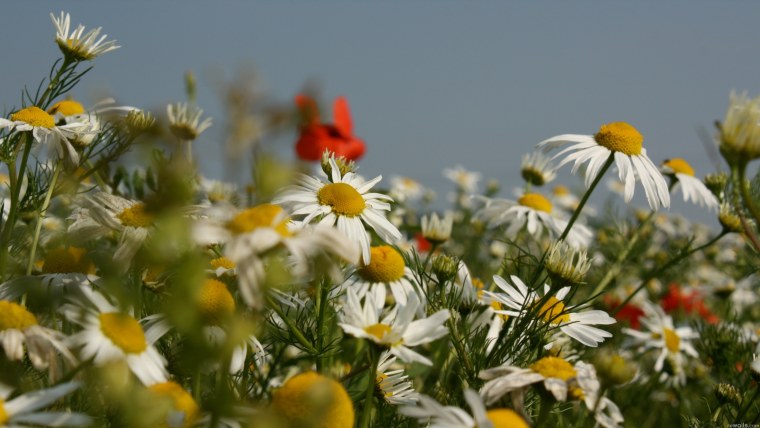 Летняя природа