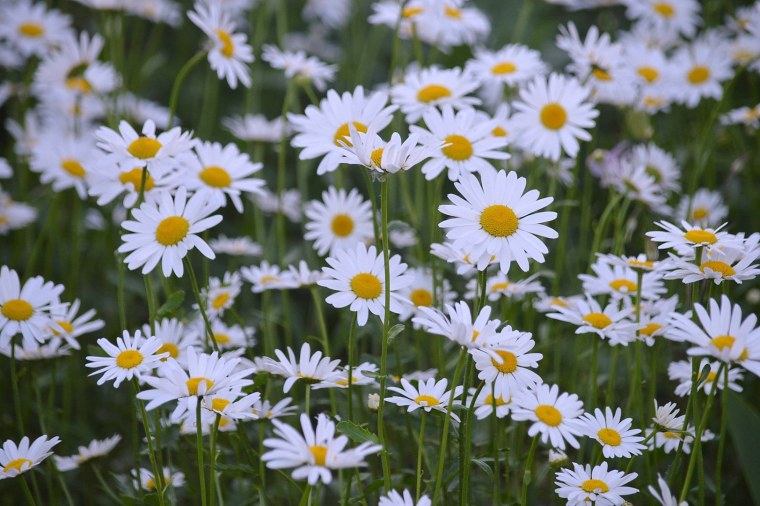 Нежные ромашки