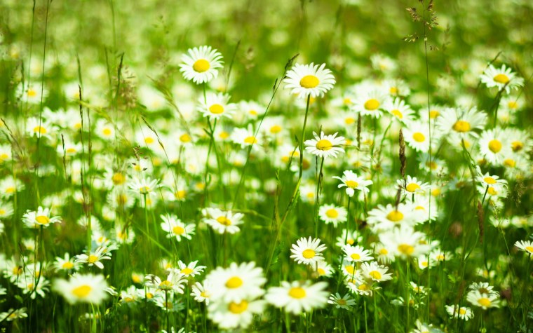 Двойная Ромашка