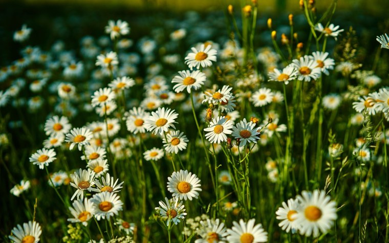 Ромашки на рабочий стол