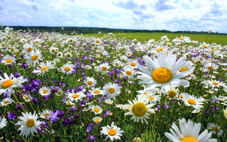 Поле с полевыми цветами