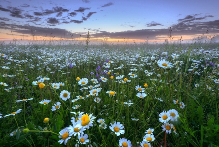 Ромашковое поле Россия