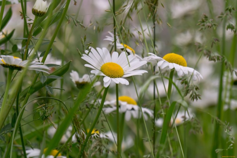Луговые цветы ромашки