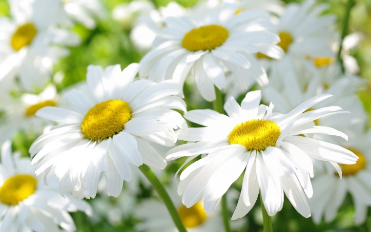 Красивый фон с ромашками