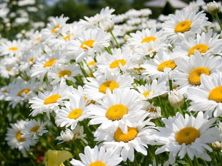 Ромашка Северная звезда