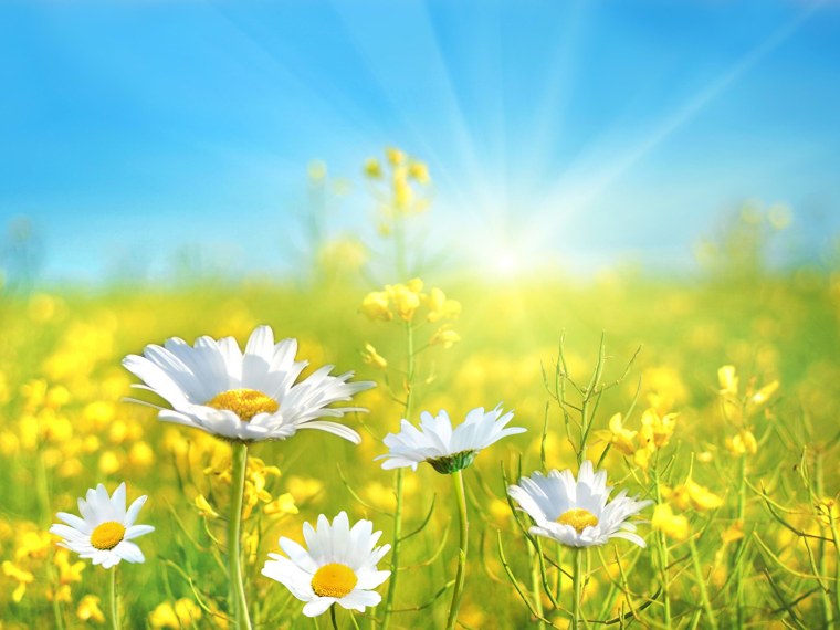 Ромашки высокого разрешения