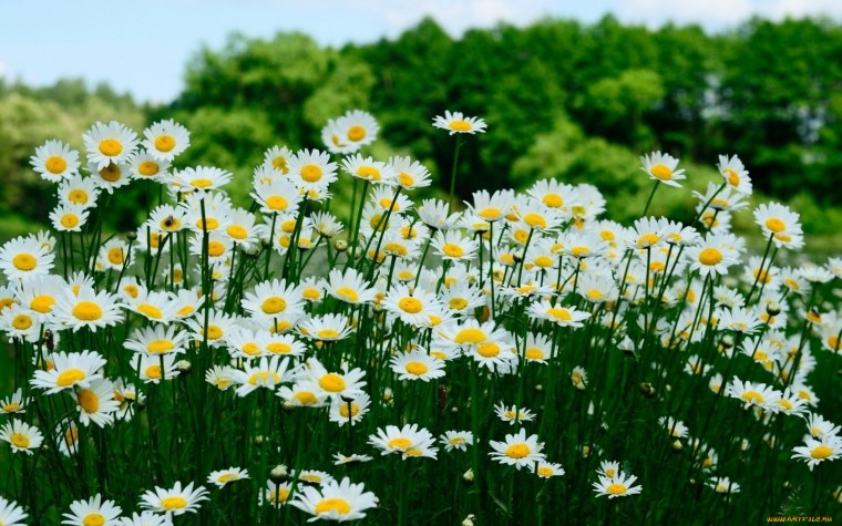 Поляна ромашек