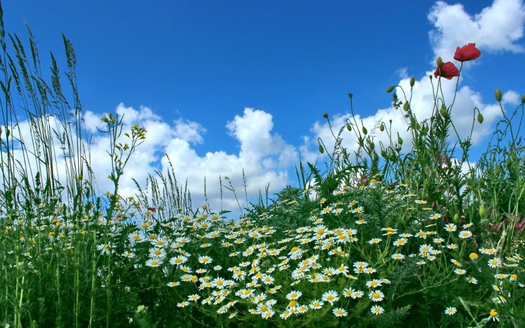Поле ромашек