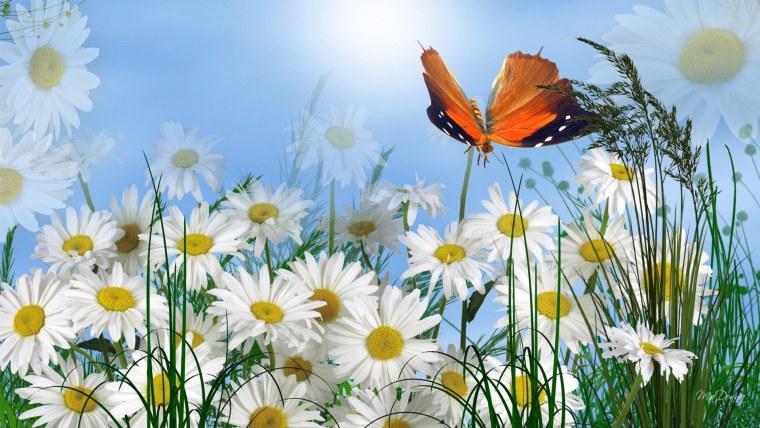 Летние цветы