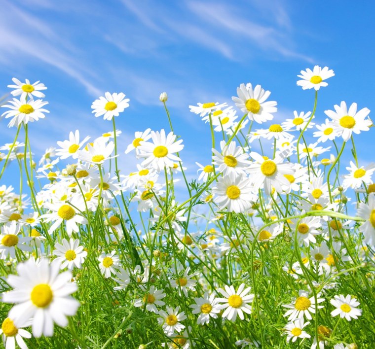 Ромашки на рабочий стол