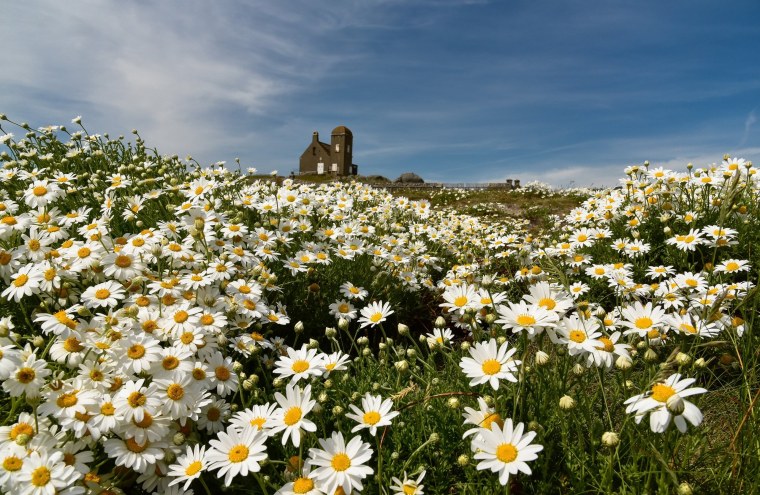 Обои на рабочий стол лето ромашки