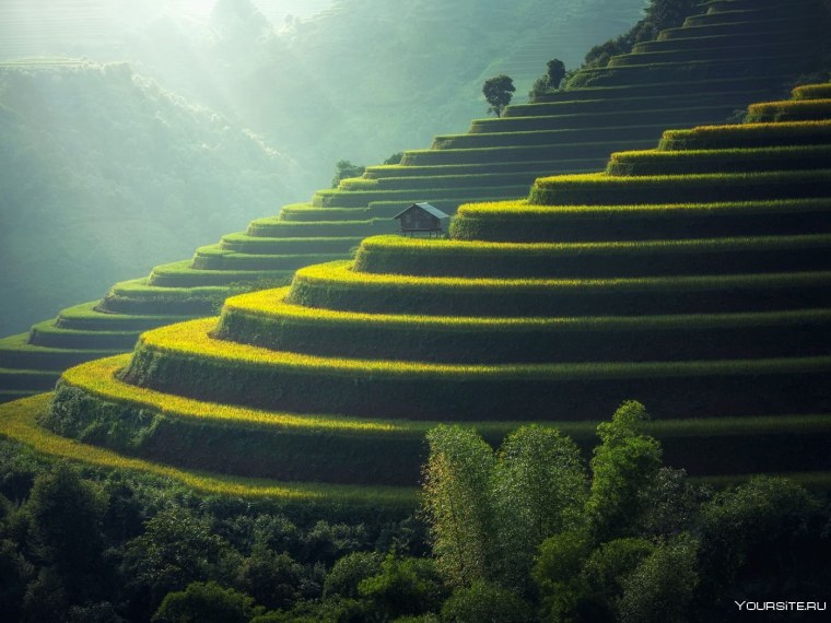 Бали рисовые поля