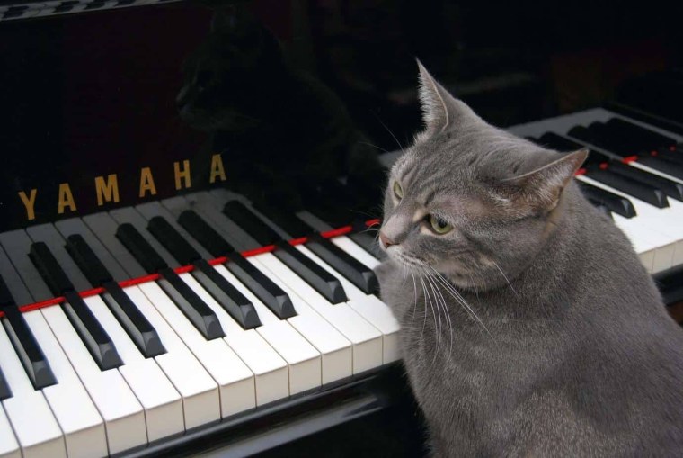 Кошка Нора пианистка
