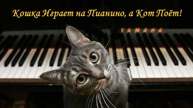Котик на пианино