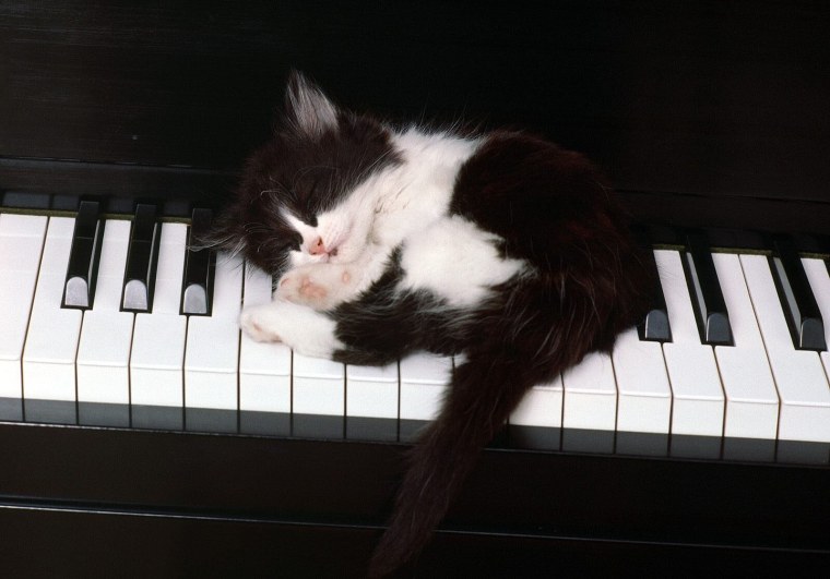 Кошка на пианино