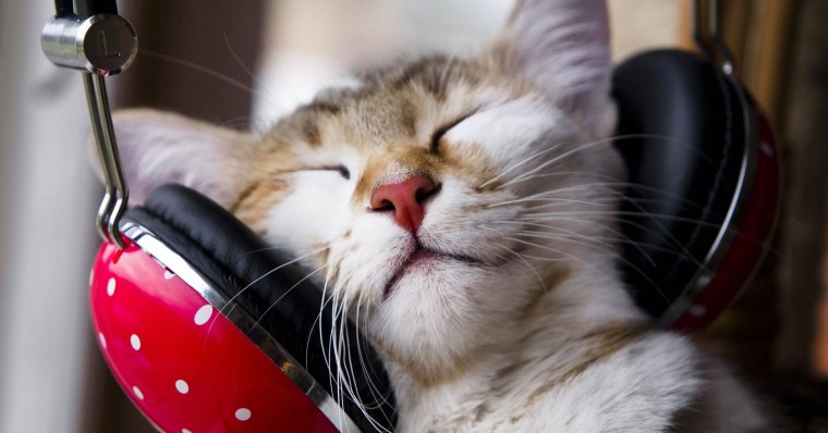 Кот пианист