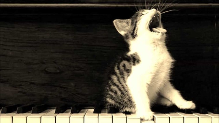 Тенирс Давид кошачий концерт