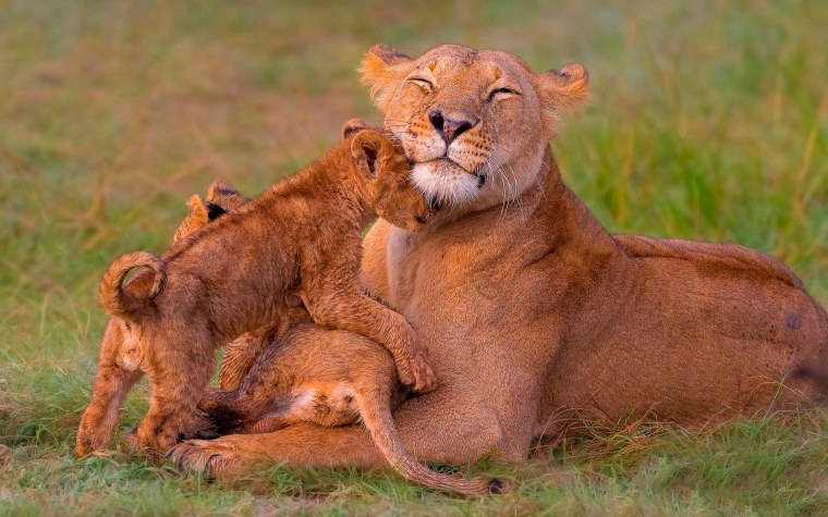 Лев львица и 3 львенка