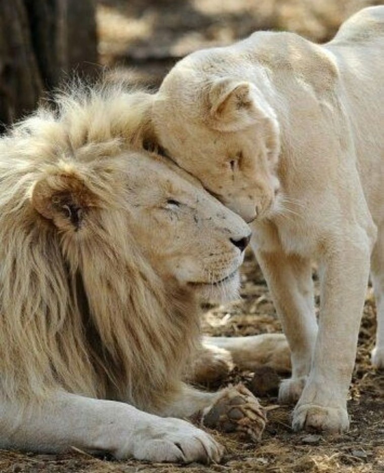 Лев и львица