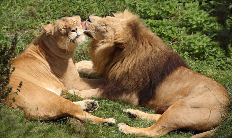 Львица сидит