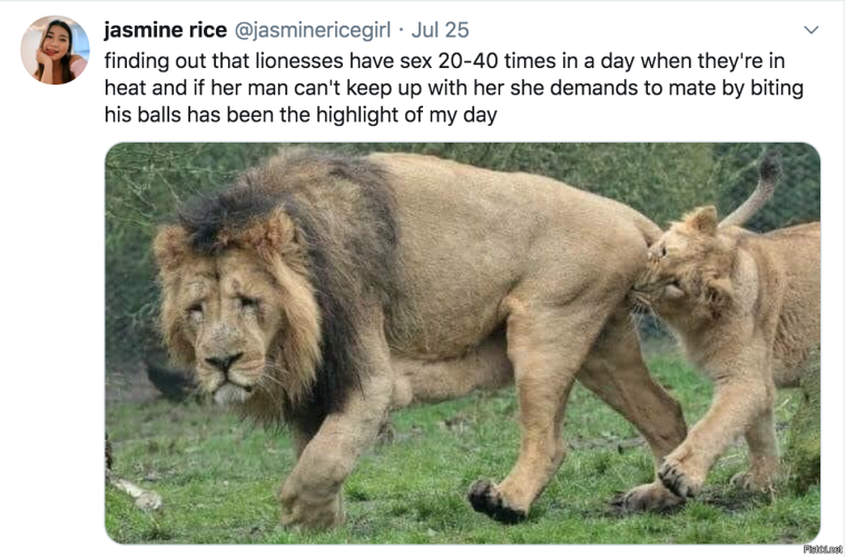 Надпись Лев