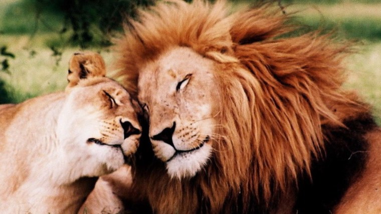 Прайд Львов семья