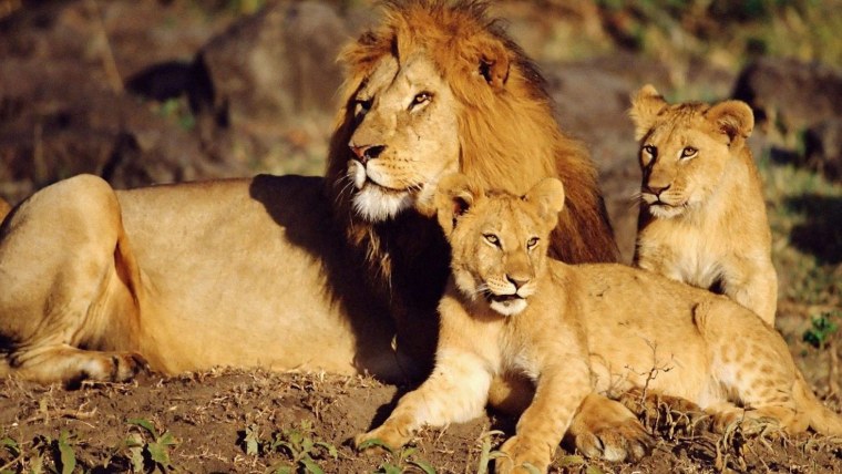 Семья Львов зимой