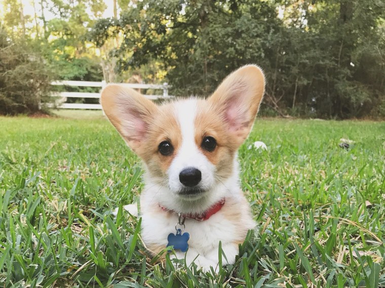 Корги МУТАНТ