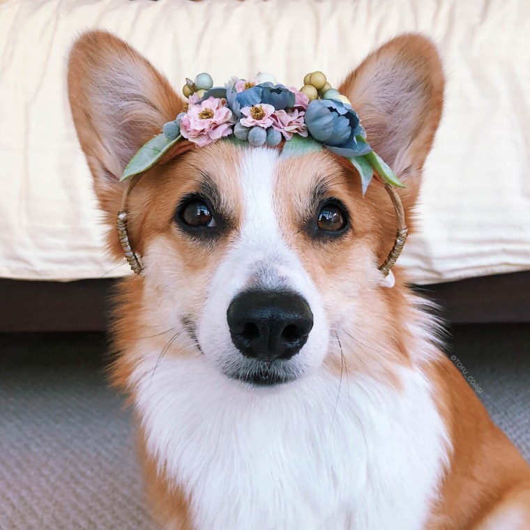 Корги королевы