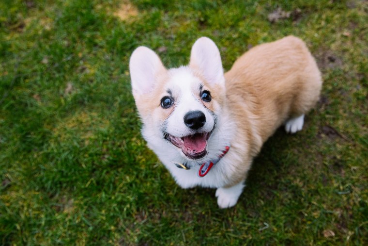 Корги Милаш