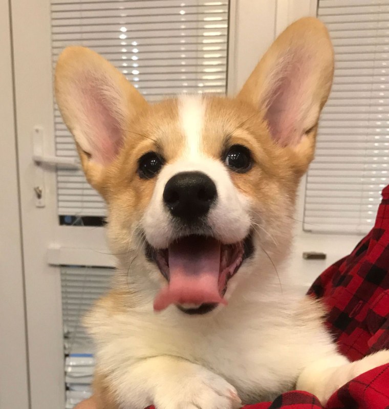 Корги Эстетика Королевский