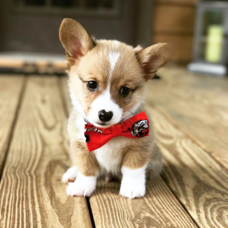 Милые щеночки корги