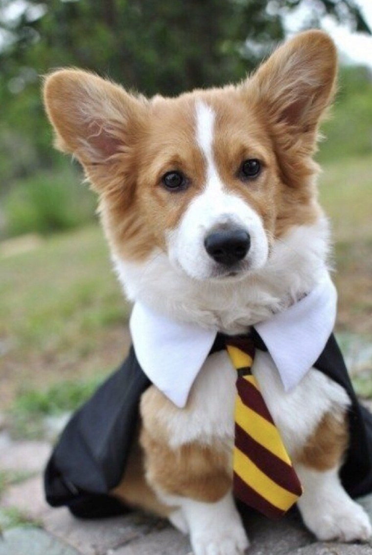 Гриффиндор корги