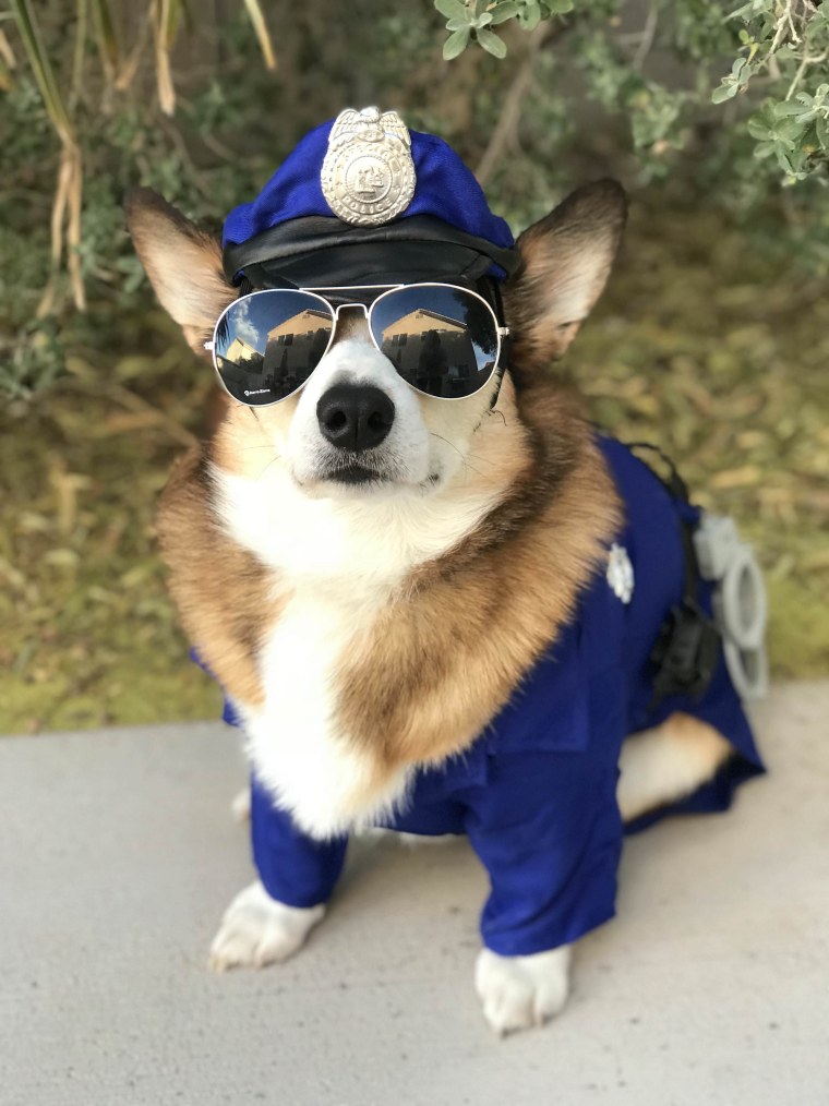 Собака в полицейской форме