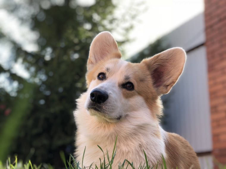 Корги Пинтерест