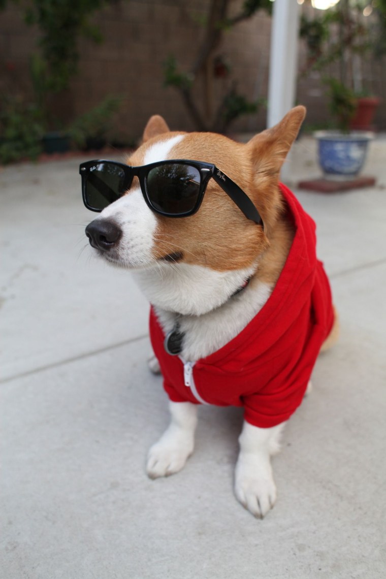 Крутые собаки корги