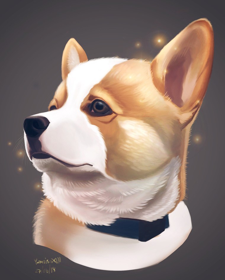 Корги плейрикс