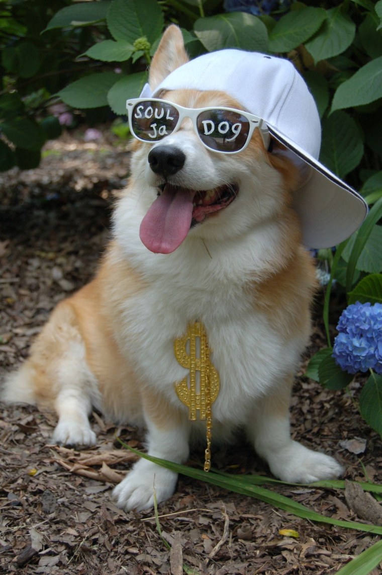 Крутые собаки