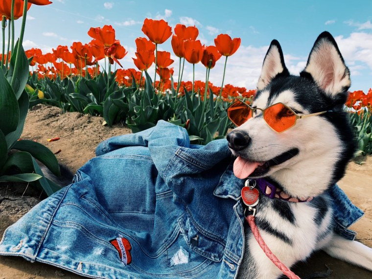 Домашняя собака