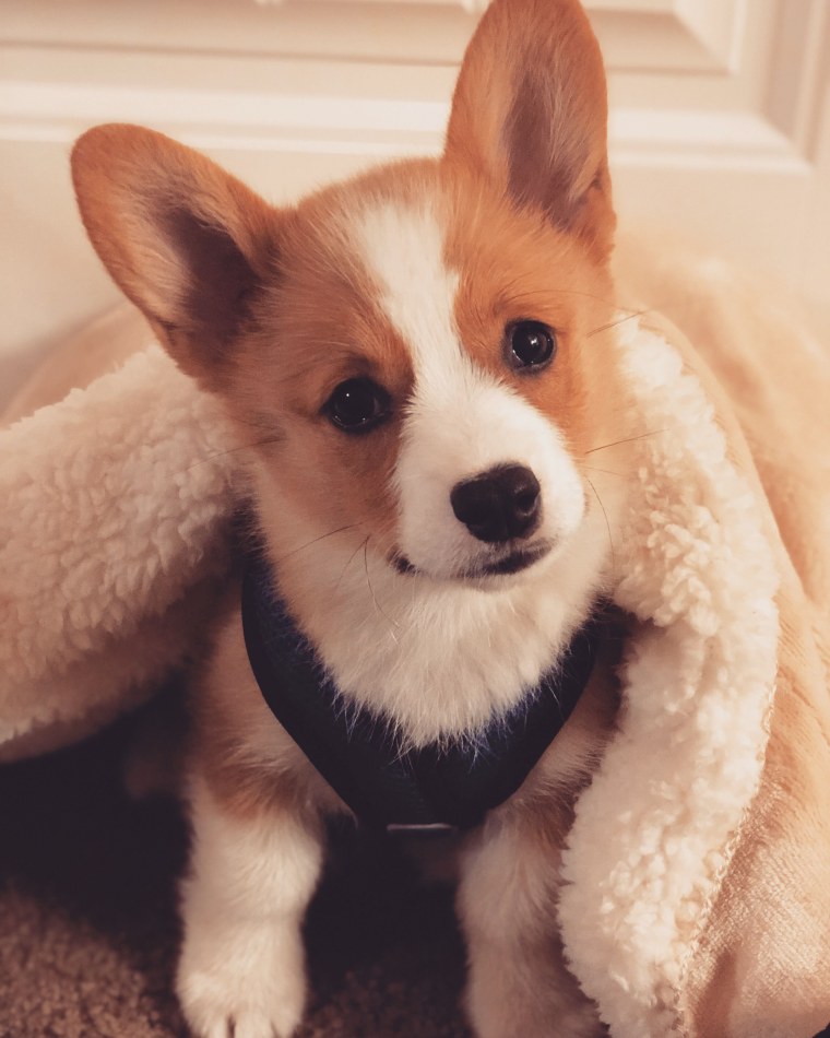 Вельш корги Эстетика