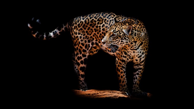 Животные на черном фоне