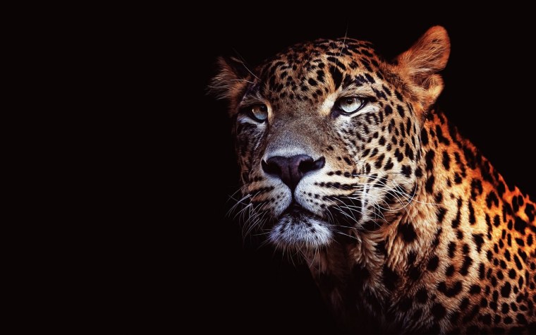 Леопард на черном фоне