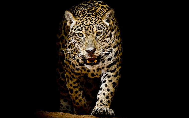 Ягуар и пантера