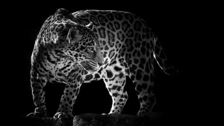 Животные на черном фоне