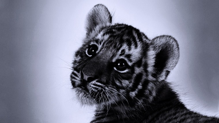 Тигренок черно белый