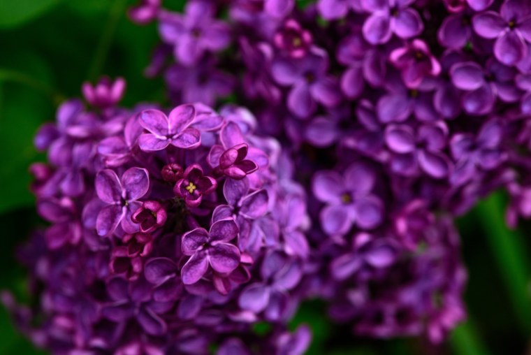 Фиолетовые обои на телефон