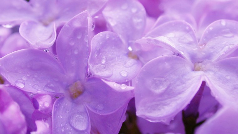 Эстетика фиолетового