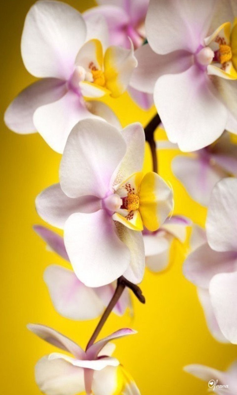 Эйфелева башня в Париже