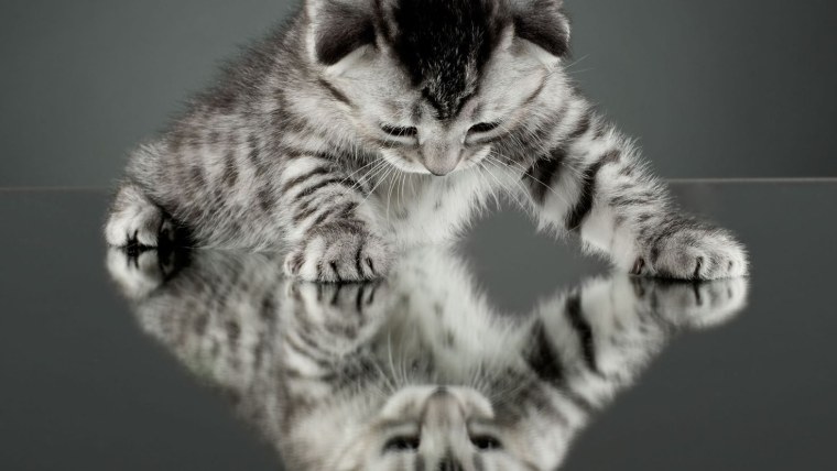 Фон с котятами