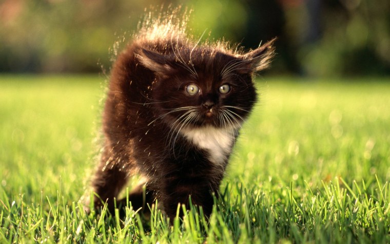 Золотистая шиншилла